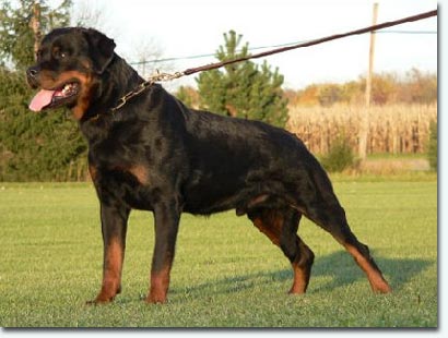 Eddy vom Hammerbachtal