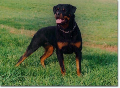 Amsel vom Krummen Acker