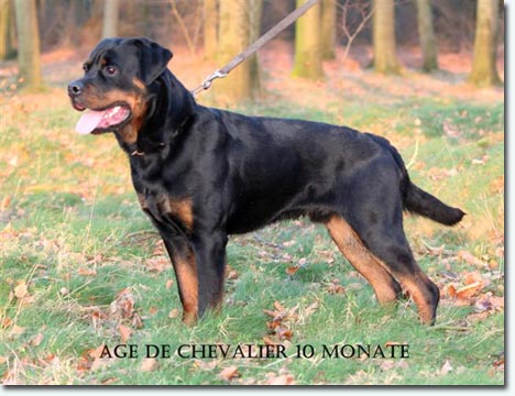Age de Chevalier