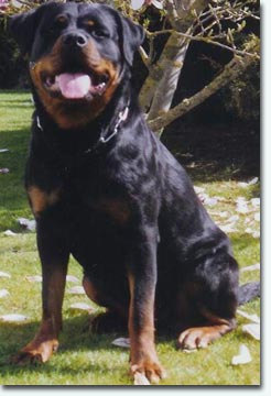 Agi von der Wilden Maus