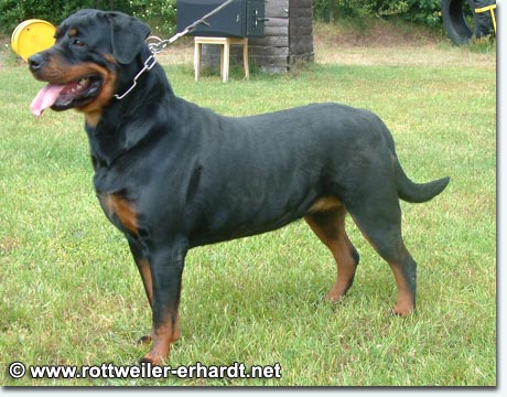 Aki vom Pf&auml;lzer Michel