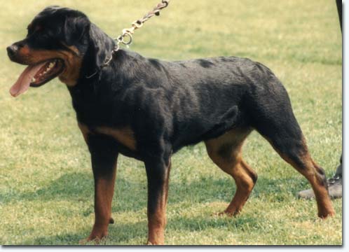 Aki vom Schwaiger Wappen II