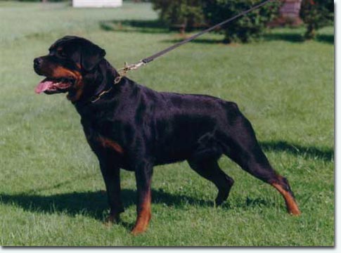 Akia von der Burg&nbsp;Weibertreu