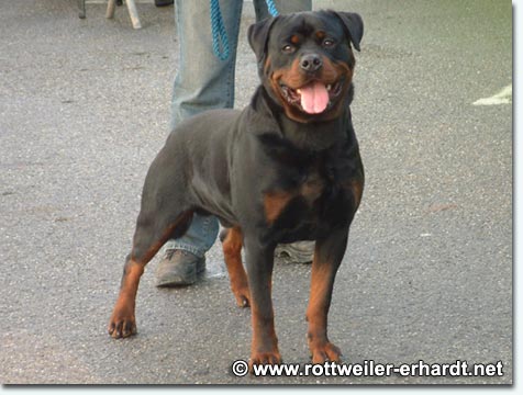 Akino vom Vilstaler Land