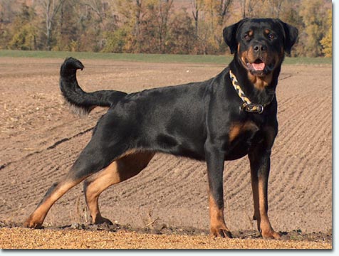 Akita von der M&uuml;hlbachstrasse