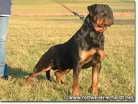 Amigo vom Schwaiger Wappen