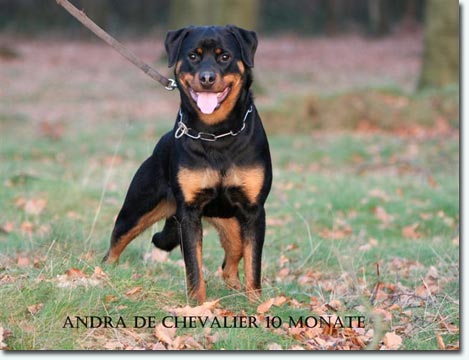 Andra de Chevalier