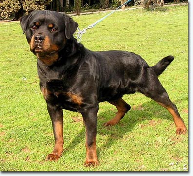 Anjo von der Wilden Maus