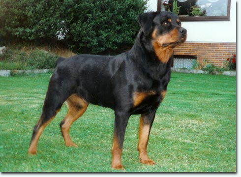 Antje von der Frankentanne