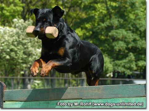 Aron vom Pf&auml;lzer Michel