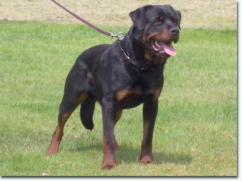 Arri vom Blauen Stahl