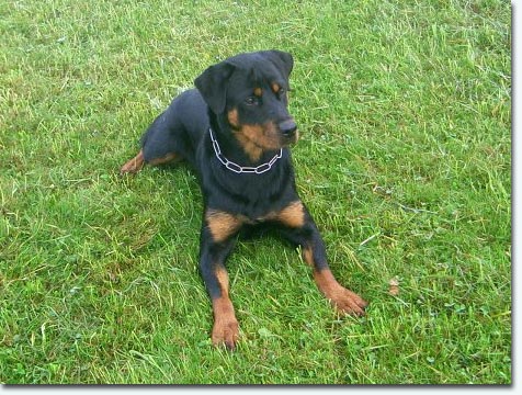 Asys vom H&uuml;bschen Winkel