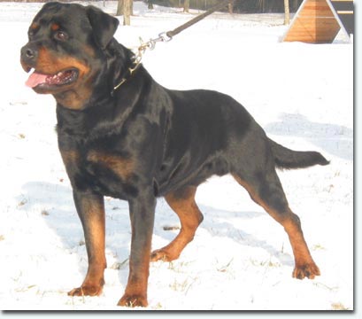 Balou vom Bamberger-Tal