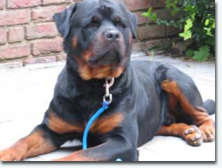 Balu vom Lindweiler Tal