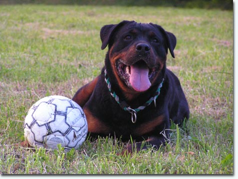 Basra von der Burg Weibertreu