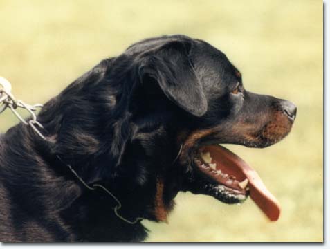 Brutus von der Hammerschmiede