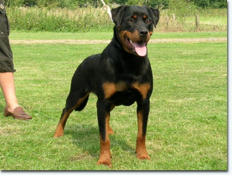 Bacci vom&nbsp;Cassanova