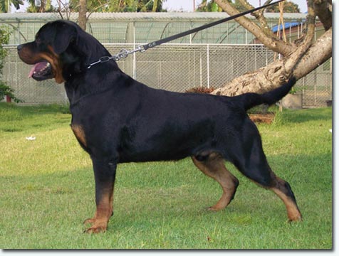 Balou von der Tonberger H&ouml;he