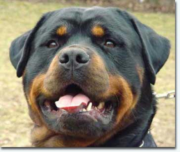 Bandit vom Pallamedes