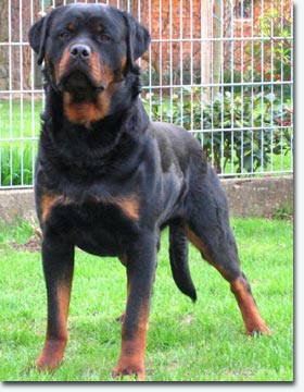 Baro vom Schwingbach