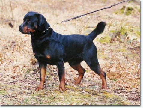 Basko vom Klecker Wald