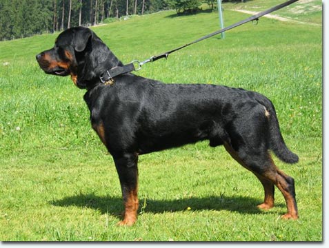 Benno von der Hansestadt Bremen