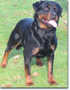 Bijou von der Mehrer M&uuml;hle