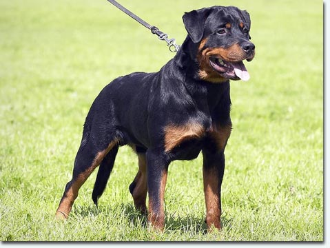 Blade vom&nbsp;Cassanova