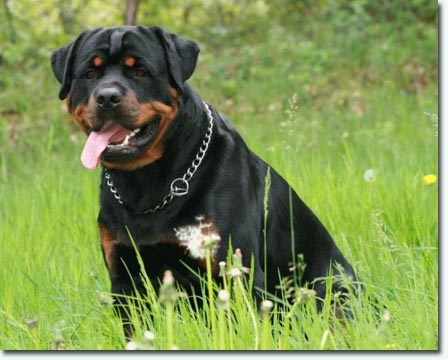Bogart von den Nibelungen