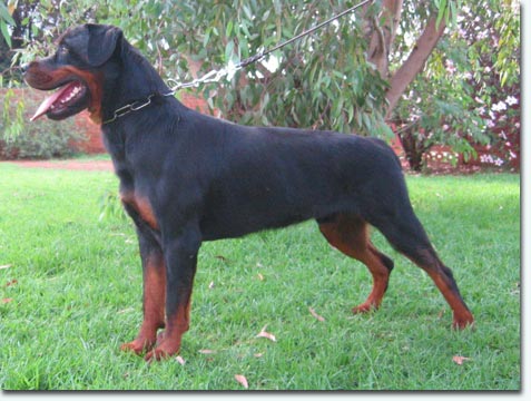 Bomber vom&nbsp;Cassanova