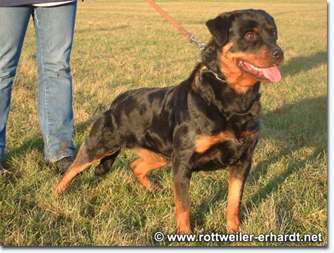 Bona vom Schwaiger Wappen