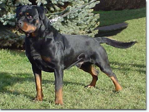 Bonjouk vom Hainichfelsen