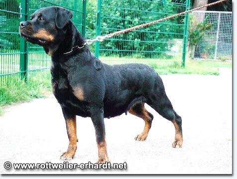 Bonnie vom Ulsenbach