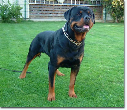 Bronco vom Rotbachtal