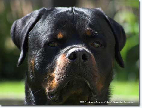 Bronco von der M&uuml;hlbachstrasse