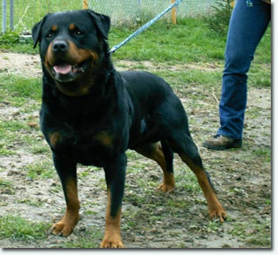 Brutus vom R&auml;uberweg