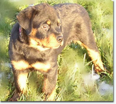 Buffy von der Wilden Maus