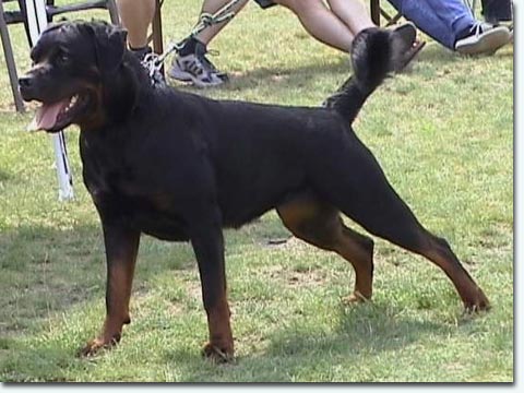 Carisma von St. Magdalena