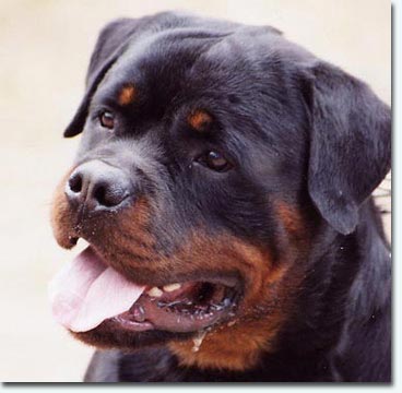 Cash vom Storcheng&auml;ssle