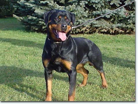 Cassandra vom Hainichfelsen