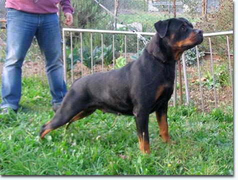 Cheer vom Vilstaler Land