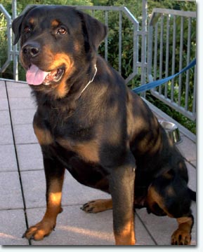 Cheetah vom Krummen Acker