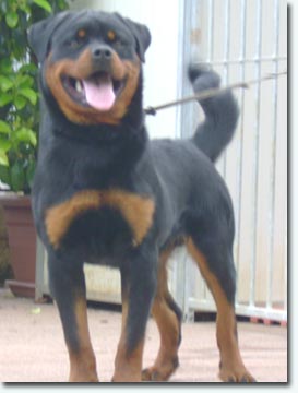 Chester von der Scherau