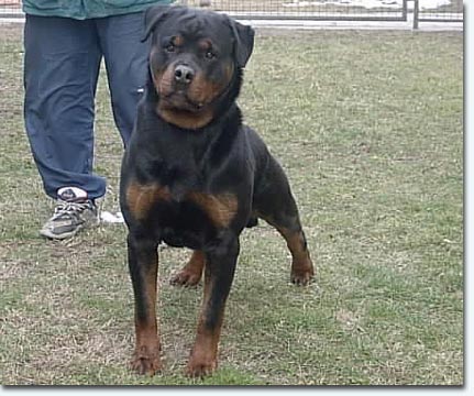 Chico vom Gr&uuml;ntenblick