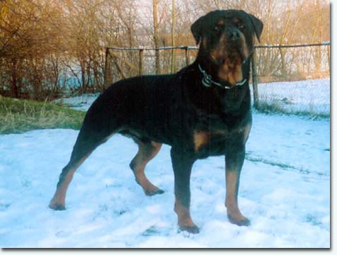 Chris vom Hause Sp&auml;th