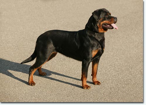 Cindy vom Rotbachtal