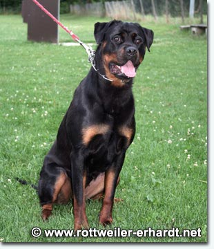 Cindy vom H&auml;rdtenb&uuml;hl