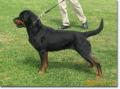 Cleo von der Pfettrachquelle