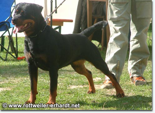 Cleo vom Pf&auml;lzer Michel