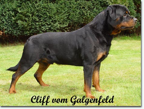 Cliff vom Galgenfeld